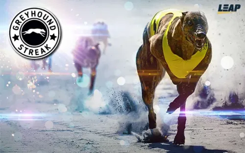 Greyhound Streak